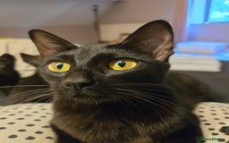 Mixed Breed cats for sale: Beautiful kitten, last in litter - Image 6