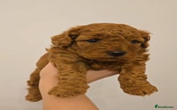 Cockapoo dogs for sale: Red Toy Cockapoo - Image 2