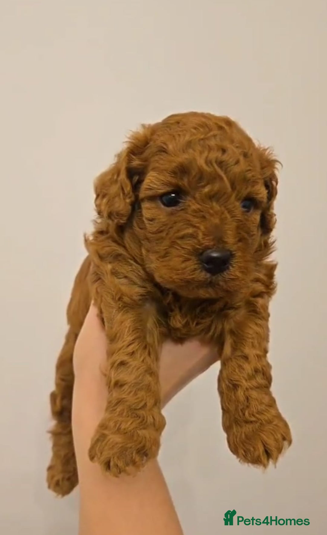 Cockapoo dogs for sale: Red Toy Cockapoo - Image 2