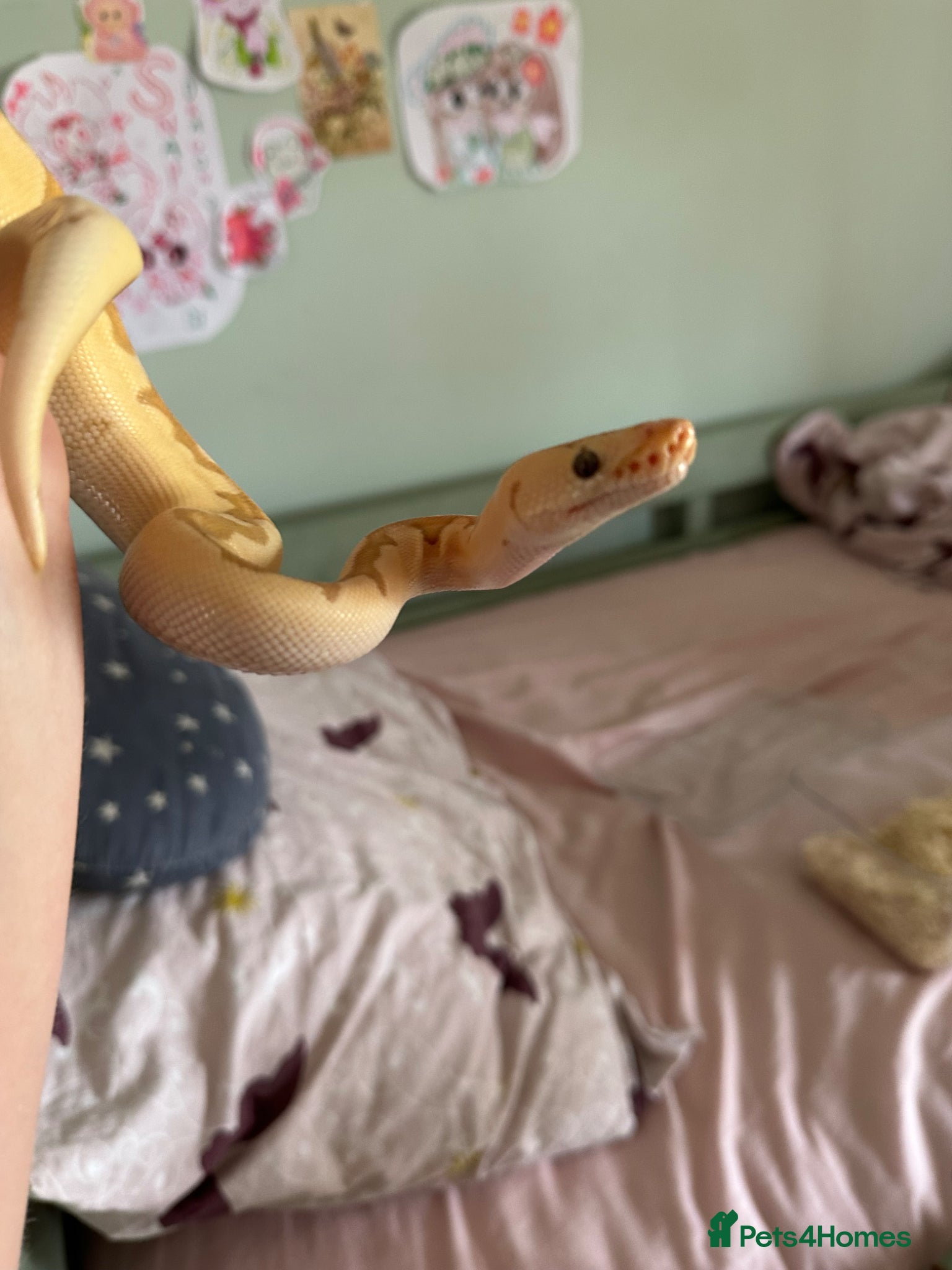 Python Snake reptiles Royal ball python - Advert 6