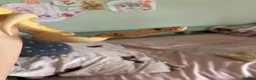 Python Snake reptiles for sale: Royal ball python - Advert 1