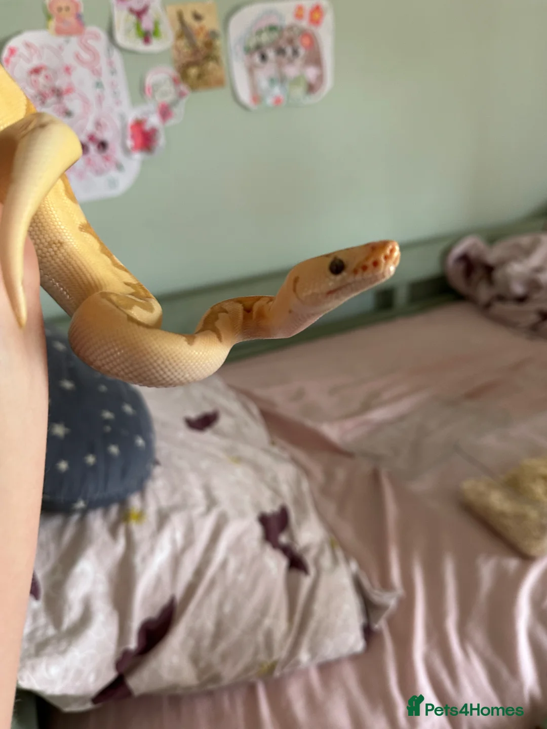 Python Snake reptiles for sale: Royal ball python - Advert 1