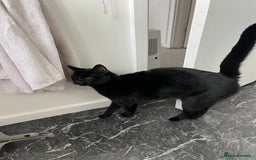 Mixed Breed cats for sale: Due to child allergies two female cats - Advert 3