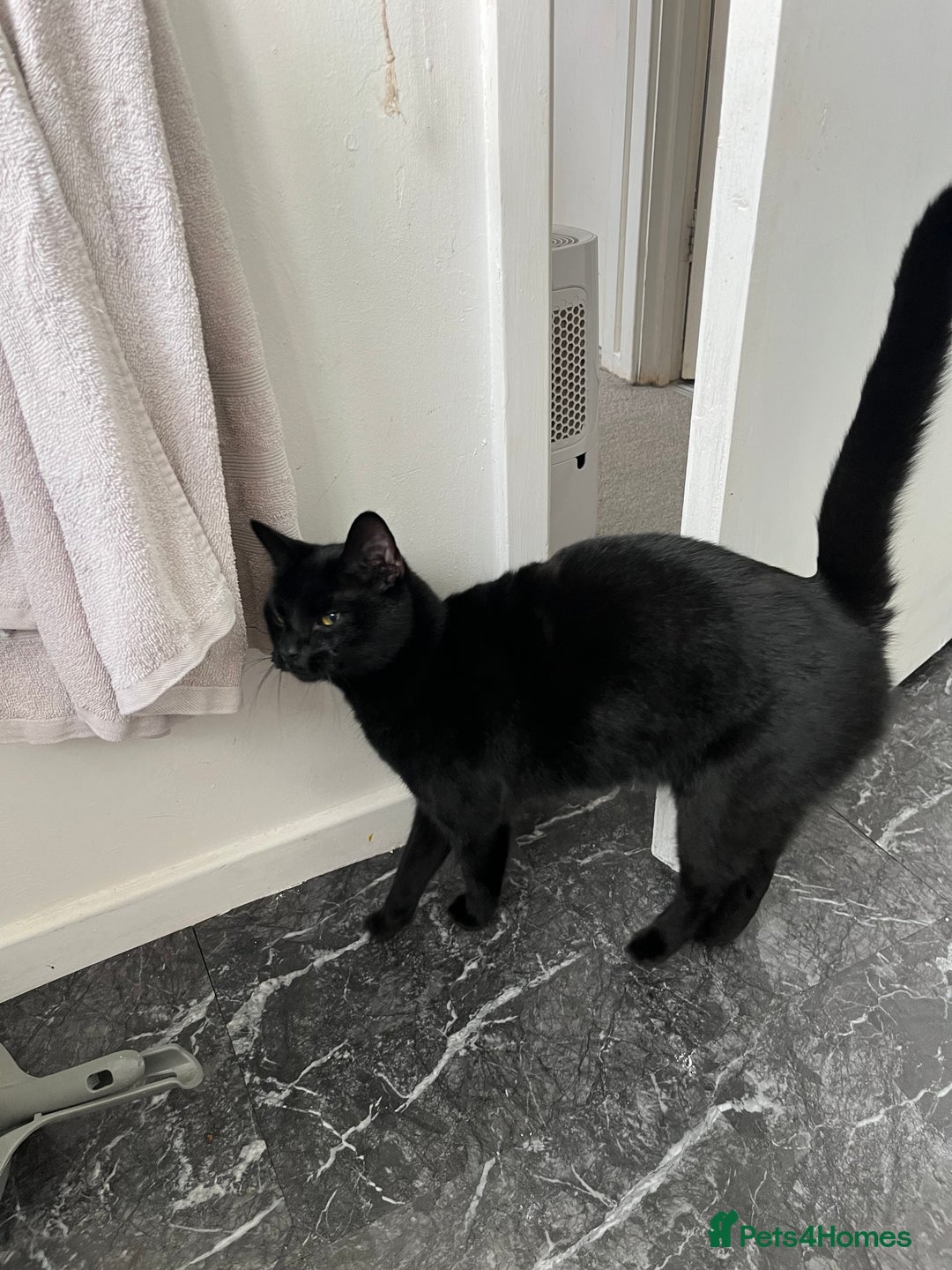 Mixed Breed cats for sale: Due to child allergies two female cats - Advert 3