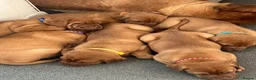 Dogue De Bordeaux dogs for sale: Dogue de Bordeaux 🐶 last 4 remaining 💙💙🩷🩷 - Advert 21