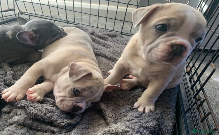 French Bulldog dogs - Advert 6