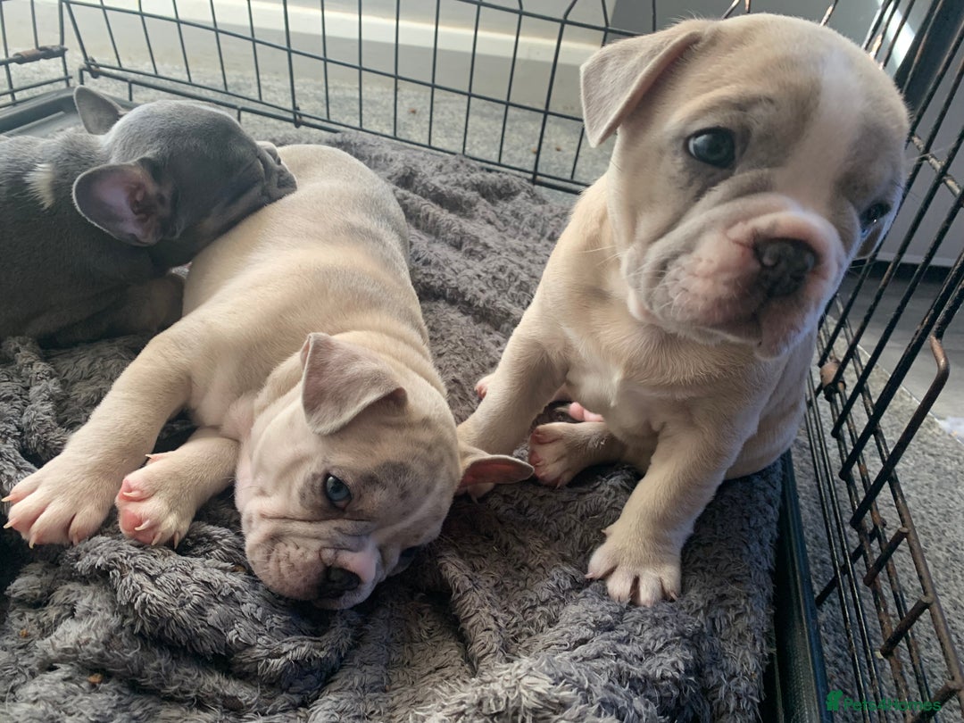 French Bulldog dogs for sale: French bulldog puppies with lilac and merle  - Image 14