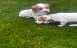 Sprocker dogs for sale: Beautiful Sprocker Puppies - Image 22