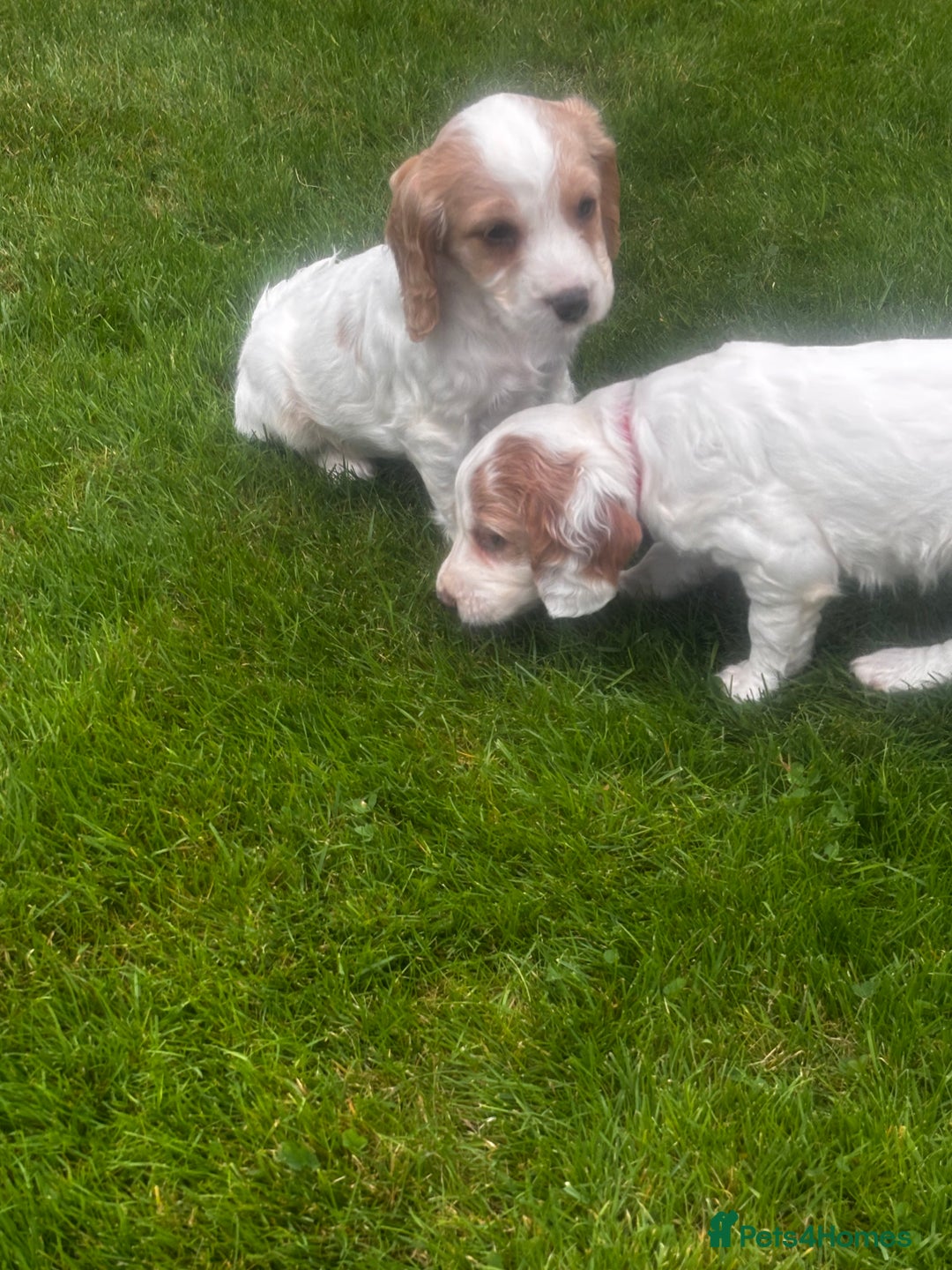 Sprocker dogs for sale: Beautiful Sprocker Puppies - Image 22