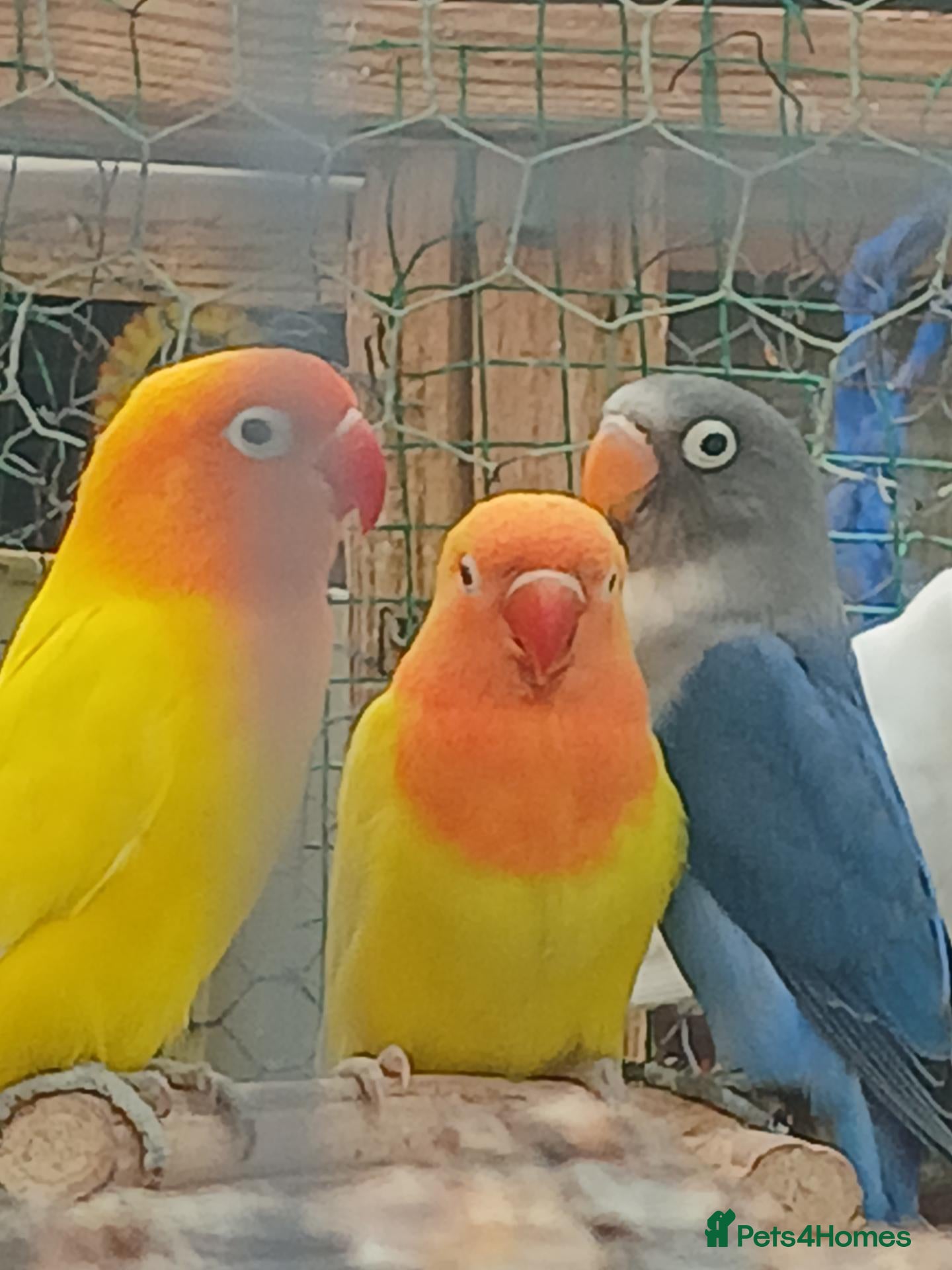 Lovebirds birds Lovebirds - Advert 15