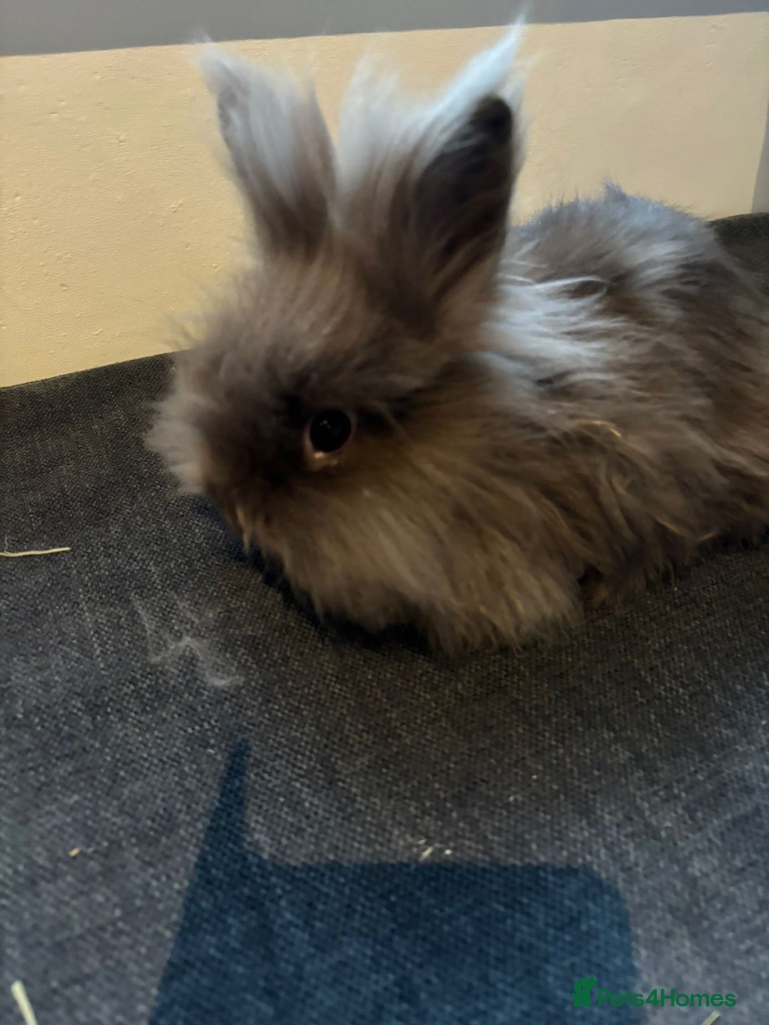 Angora rabbits for sale: True Angora Baby Rabbits  - Advert 13