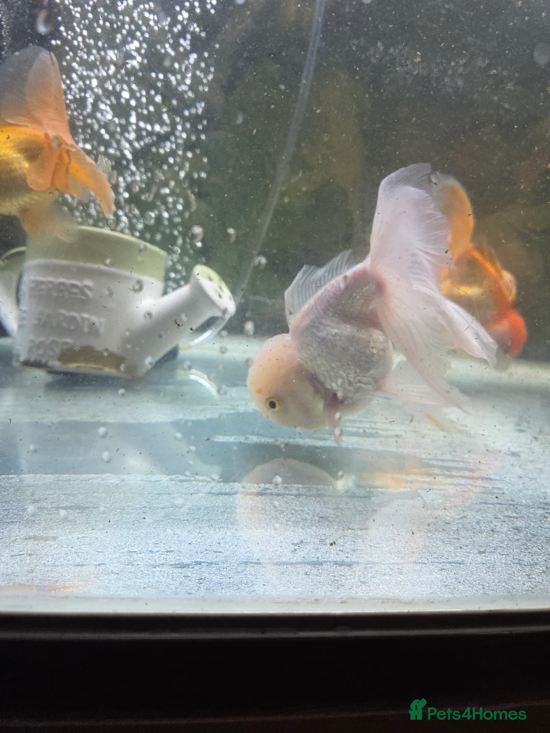 Fancy Goldfish fish for sale: 15 fancy goldfish  in Selkirk - Advert 9