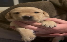 Labrador Retriever dogs for sale: 🐾 Labrador Puppies some with copper colourings 🐾 - Image 5