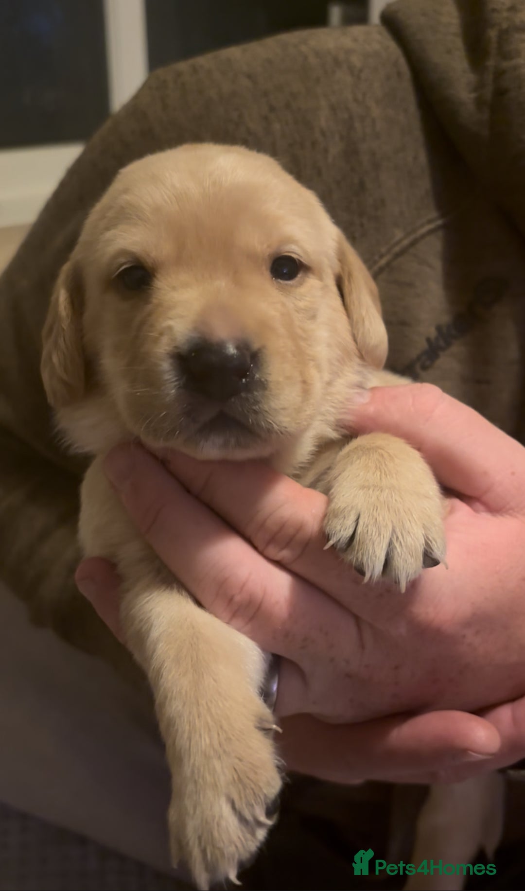 Labrador Retriever dogs for sale: 🐾 Labrador Puppies some with copper colourings 🐾 - Image 5