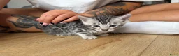 Bengal cats for sale: TICA registered pure bred Bengal kittens - Advert 11