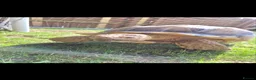 Tortoise reptiles for sale: Very Large Sulcata for sale  in Ipswich - Advert 1