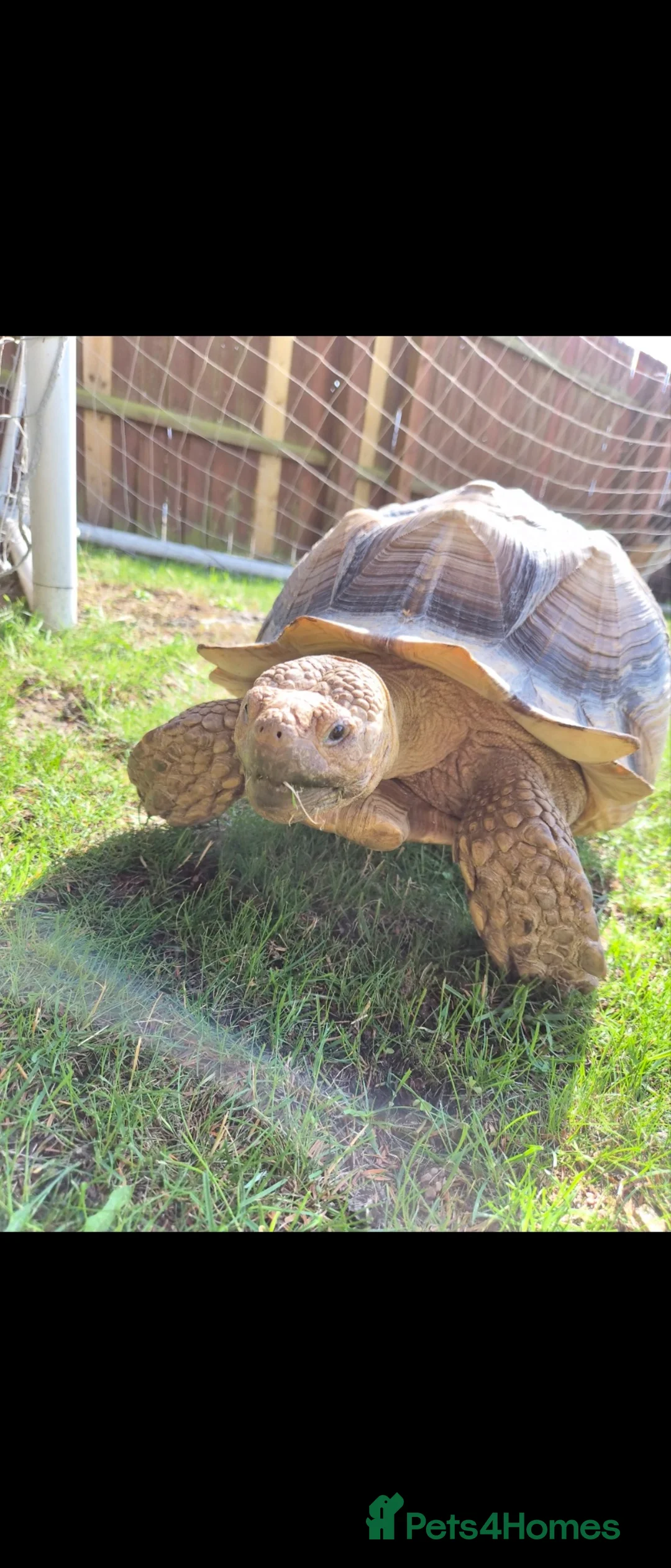 Tortoise reptiles for sale: Very Large Sulcata for sale  in Ipswich - Advert 1