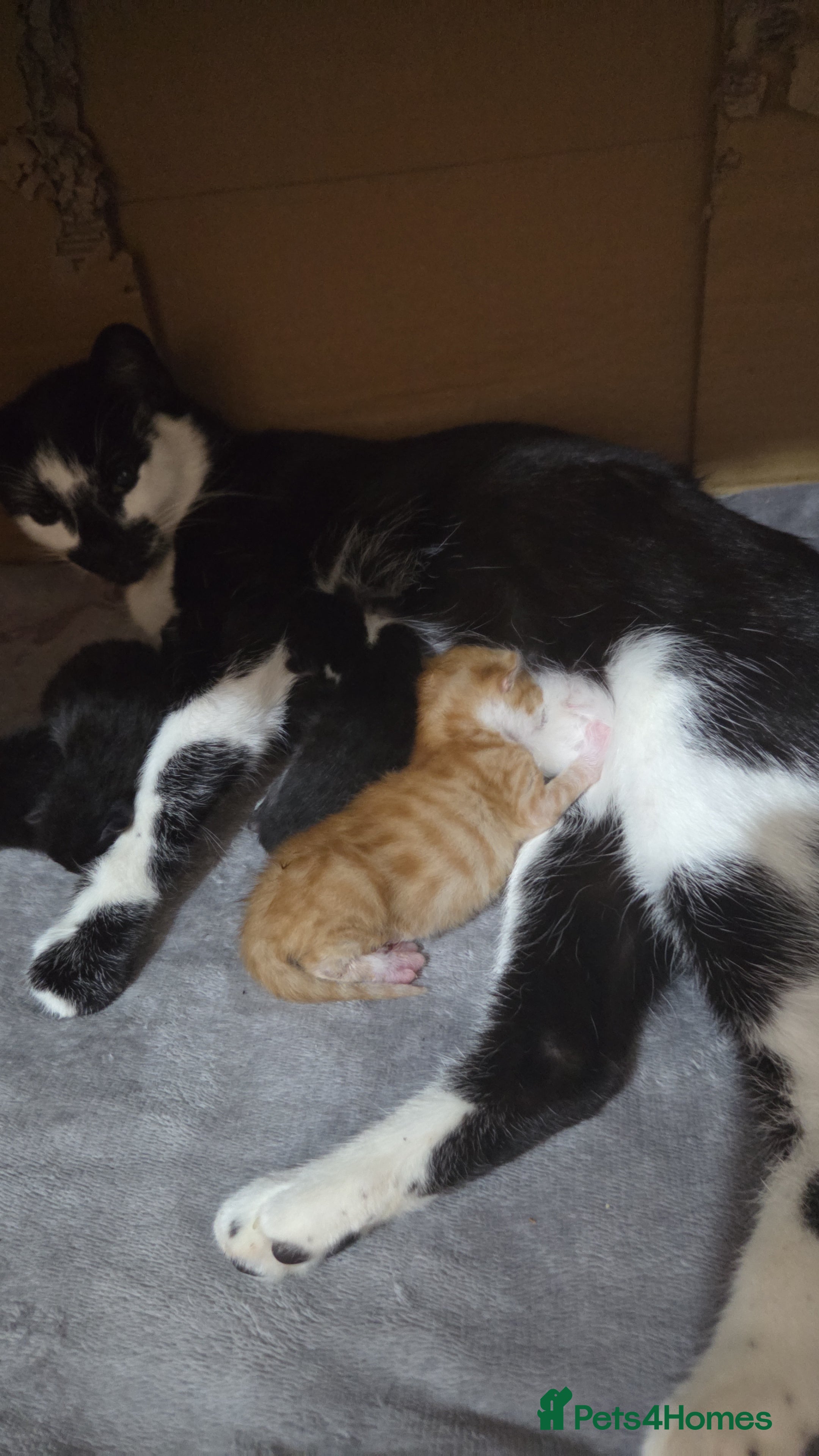 Mixed Breed cats 3 female kittens  - Advert 1
