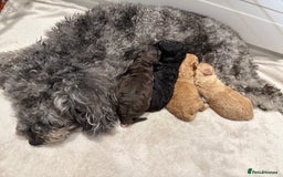 Toy Poodle dogs for sale: Adorable Toy Poodle Puppies  - Image 7