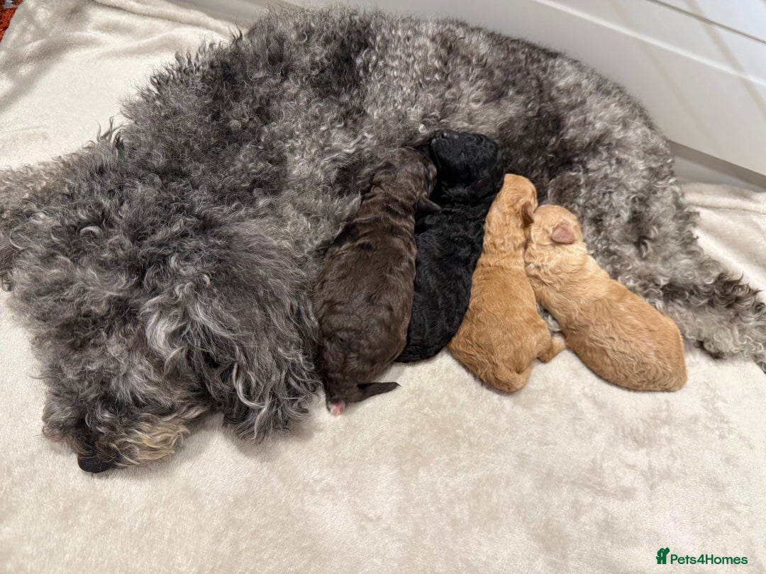 Toy Poodle dogs for sale: Adorable Toy Poodle Puppies  - Image 7