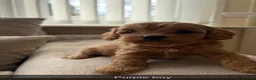 Cavapoo dogs for sale: Cavapoo puppies ruby red - Advert 5