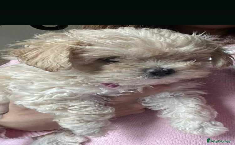 Maltipoo dogs - Advert 1