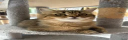Persian cats for sale: X6 Persian Cross - beautiful fluffy kittens - Advert 12