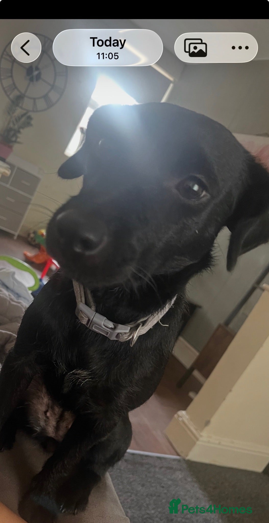 Mixed Breed dogs 🐾 Reya- Looking for Her Forever Home 🩷 🐾 - Advert 2