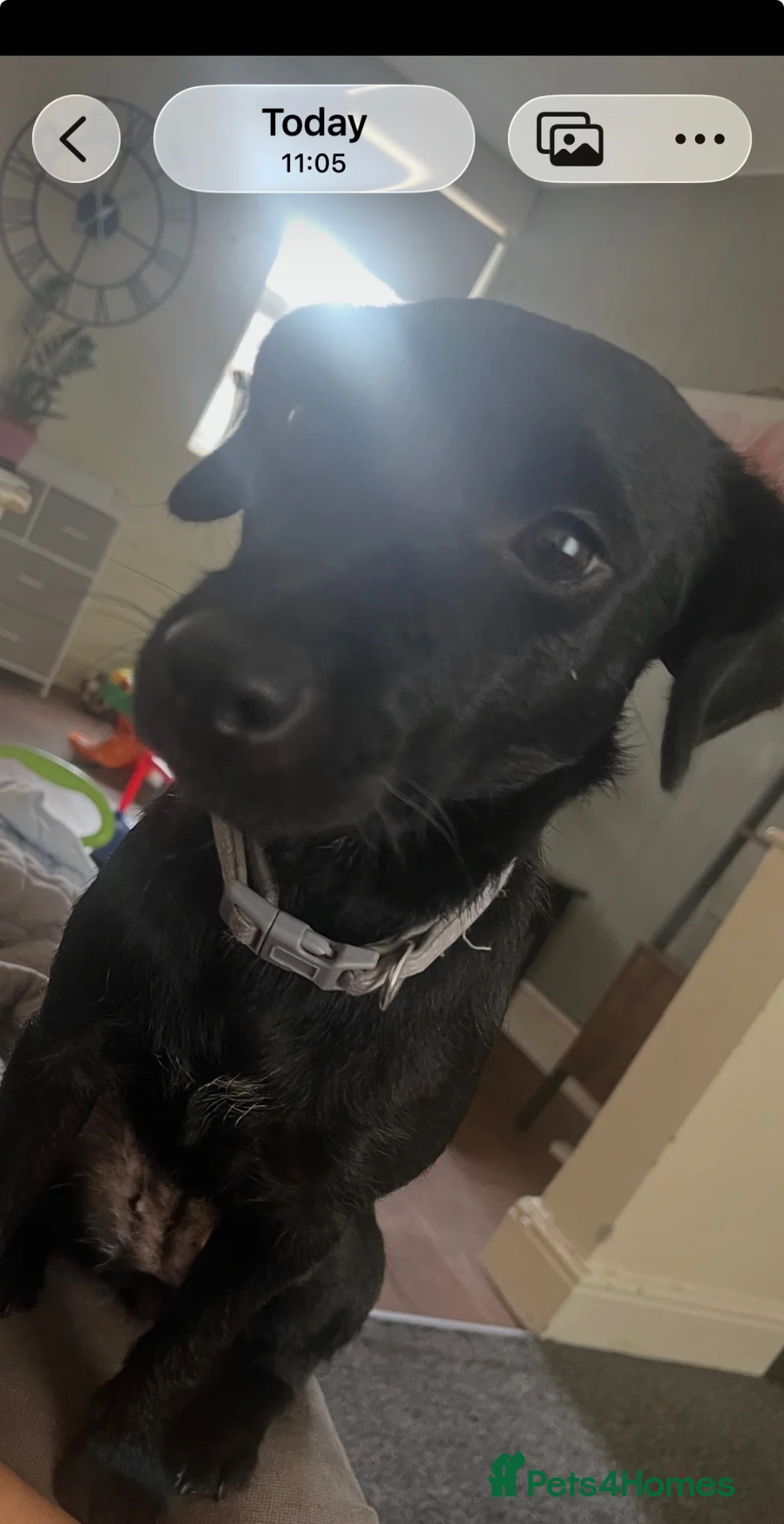 Mixed Breed dogs for sale: 🐾 Reya- Looking for Her Forever Home 🩷 🐾 - Advert 1