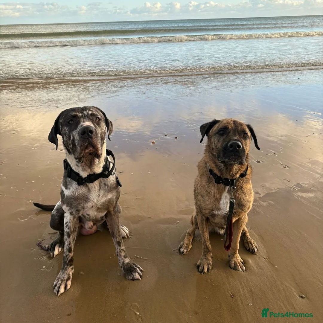 Mixed Breed dogs for adoption: Blue (Cane Corso mix) - Advert 10