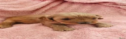 Mini Goldendoodle dogs for sale: Beautiful Mini Goldendoodle Ready Now - Advert 25