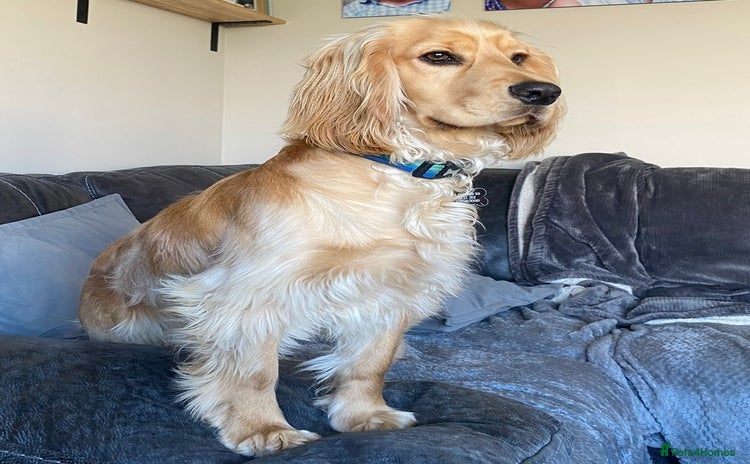 Cocker Spaniel dogs - Advert 1