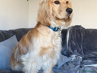 Cocker Spaniel dogs - Advert 4