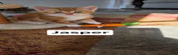 Mixed Breed cats for sale: 4 Beautiful kittens - Advert 13