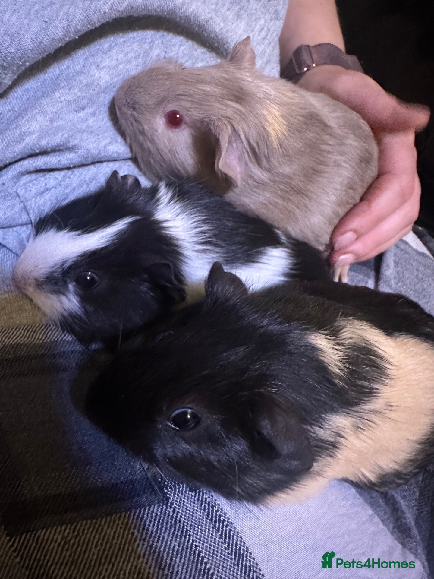 Guinea Pig rodents Baby guinea pig/ boys - Advert 6