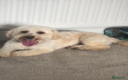 Labradoodle dogs for sale: Mini labradoodle  - Image 4