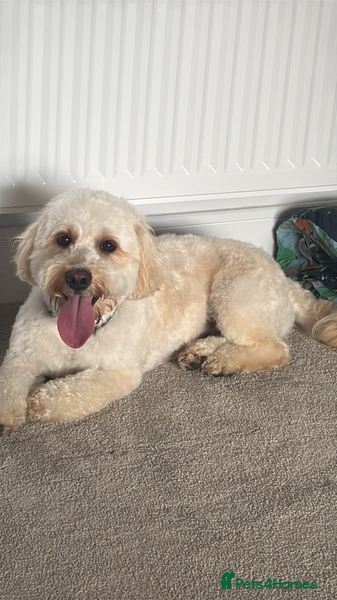 Labradoodle dogs for sale: Mini labradoodle  - Image 4