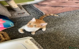British Shorthair cats for sale: Two male short hair cats - Image 5