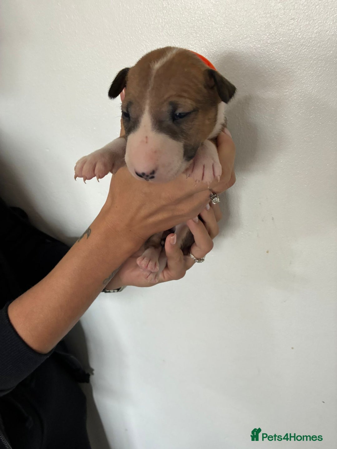 English Bull Terrier dogs for sale: English Bull Terrier puppies🐾KC Registered  - Image 8