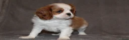 Cavalier King Charles Spaniel dogs for sale: Heart and health tested, KC registered. - Advert 14