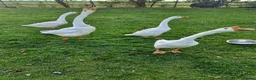 Geese poultry for sale: White Chinese geese  - Advert 3