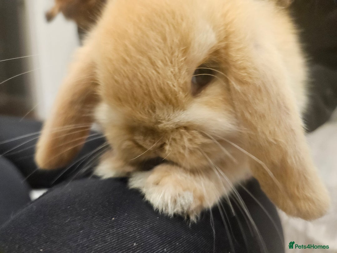Mini Lop rabbits for sale: Pure Breed Mini Lop Bunnies . 2 boys left ! - Image 3