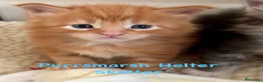Purrsmarsh Helter Skelter 