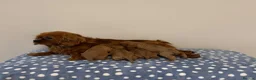 Cavalier King Charles Spaniel dogs for sale: Cavalier King Charles Ruby Puppys - Advert 22