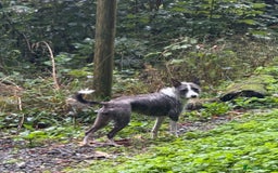 Mixed Breed dogs for adoption: FOR ADOPTION - BUBBA – BEAFORD, DEVON  - Image 6