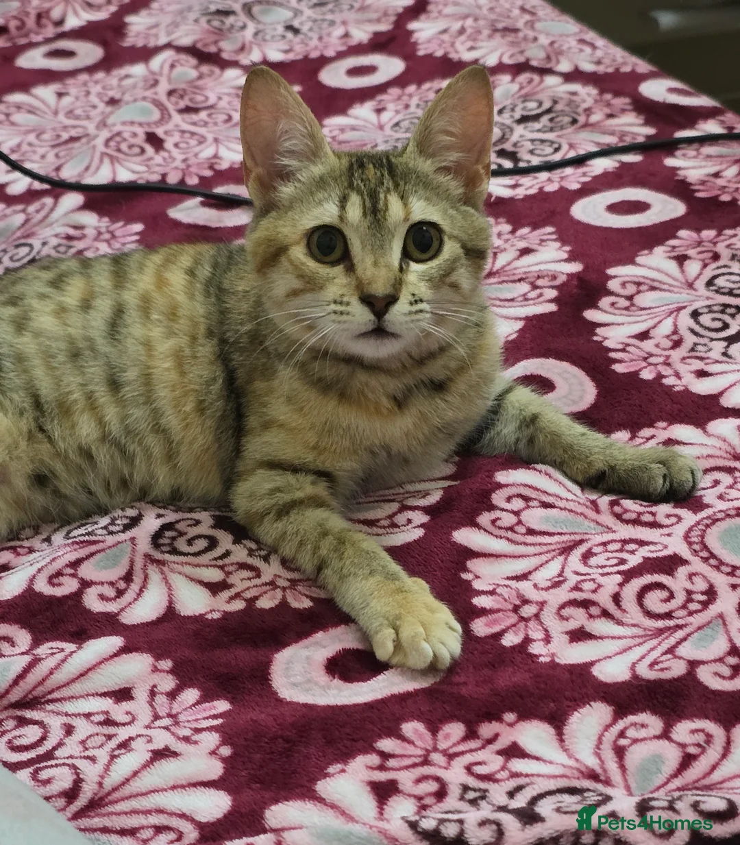 Mixed Breed cats for adoption: [Indoors Only] Noxie - A bundle of joy and energy! - Advert 2