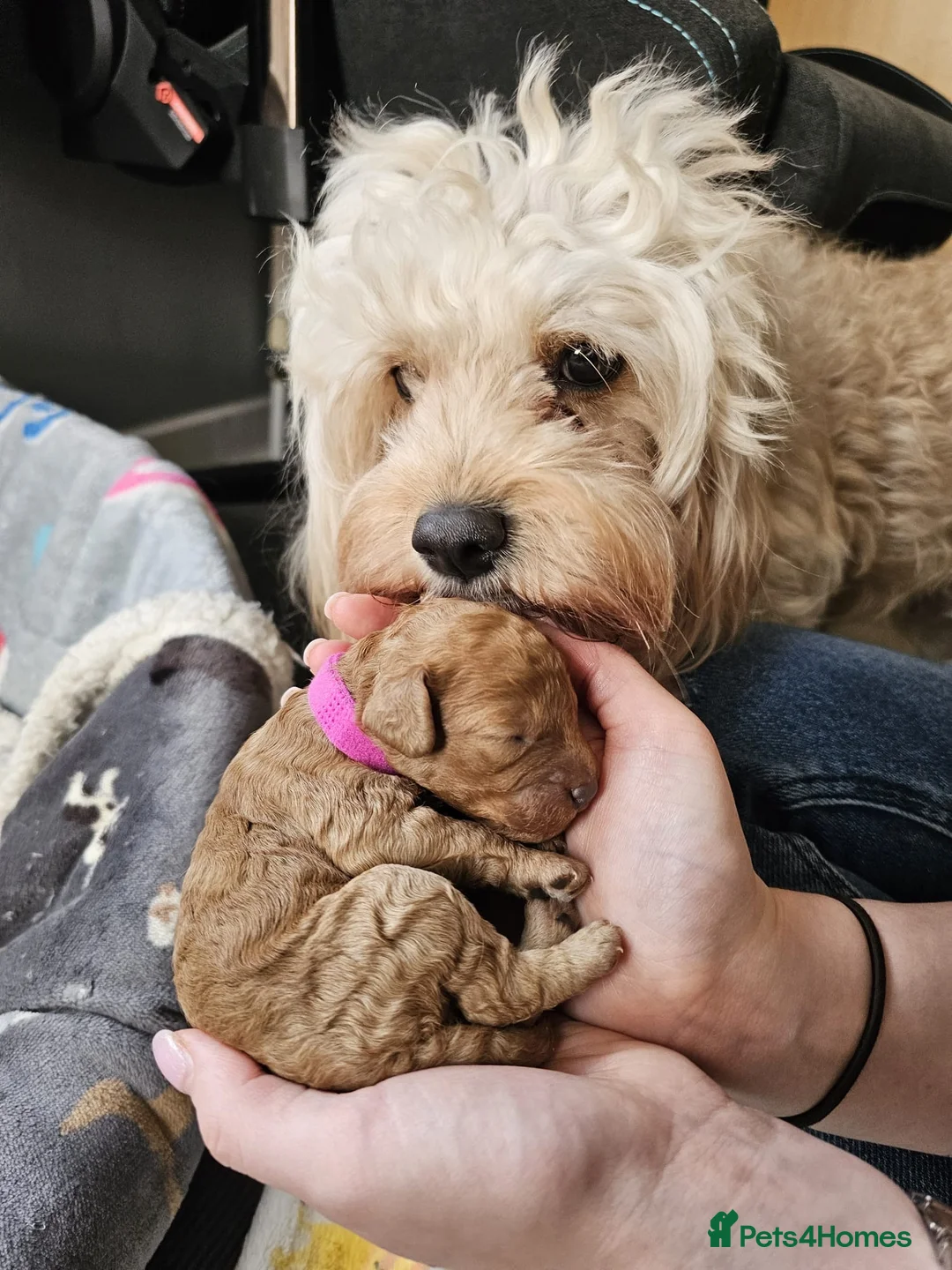 Miniature Poodle dogs for stud: Red KC registered miniature poodle - Health tested in Livingston - Advert 14