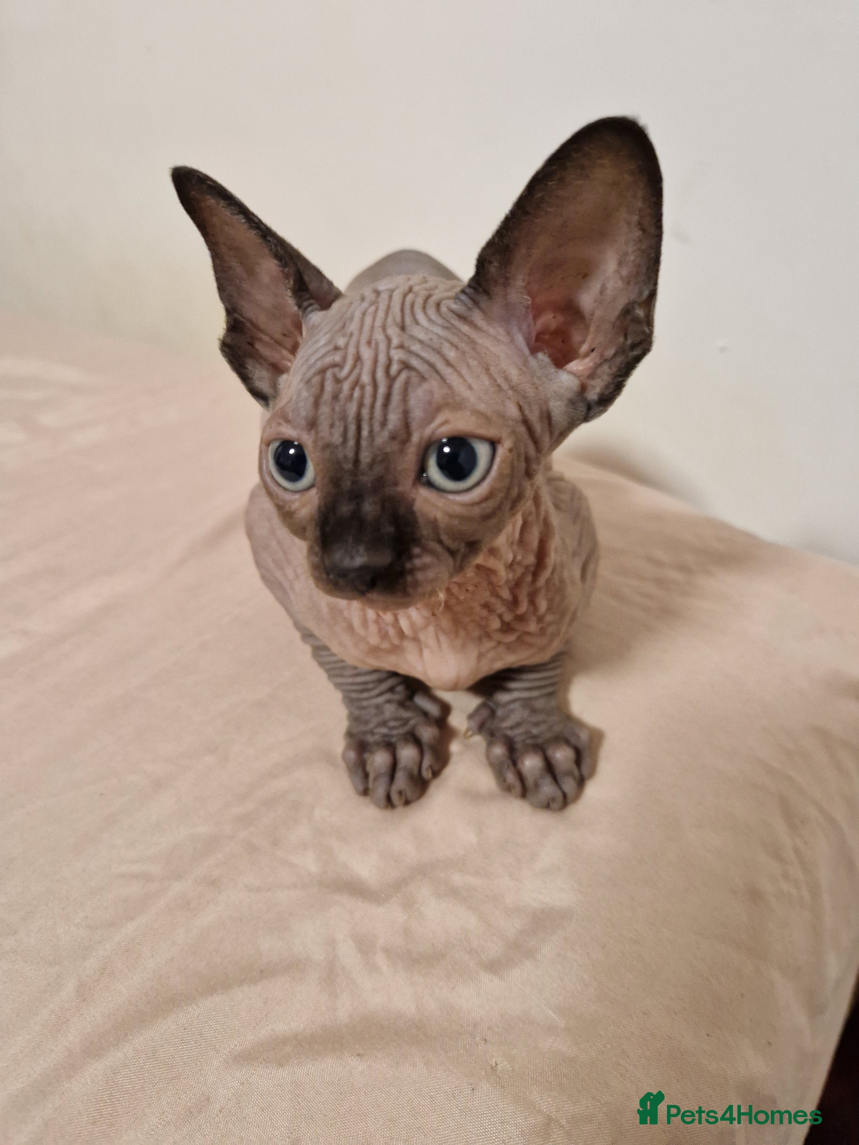 Sphynx cats Sphynx kitten for sale - Advert 6