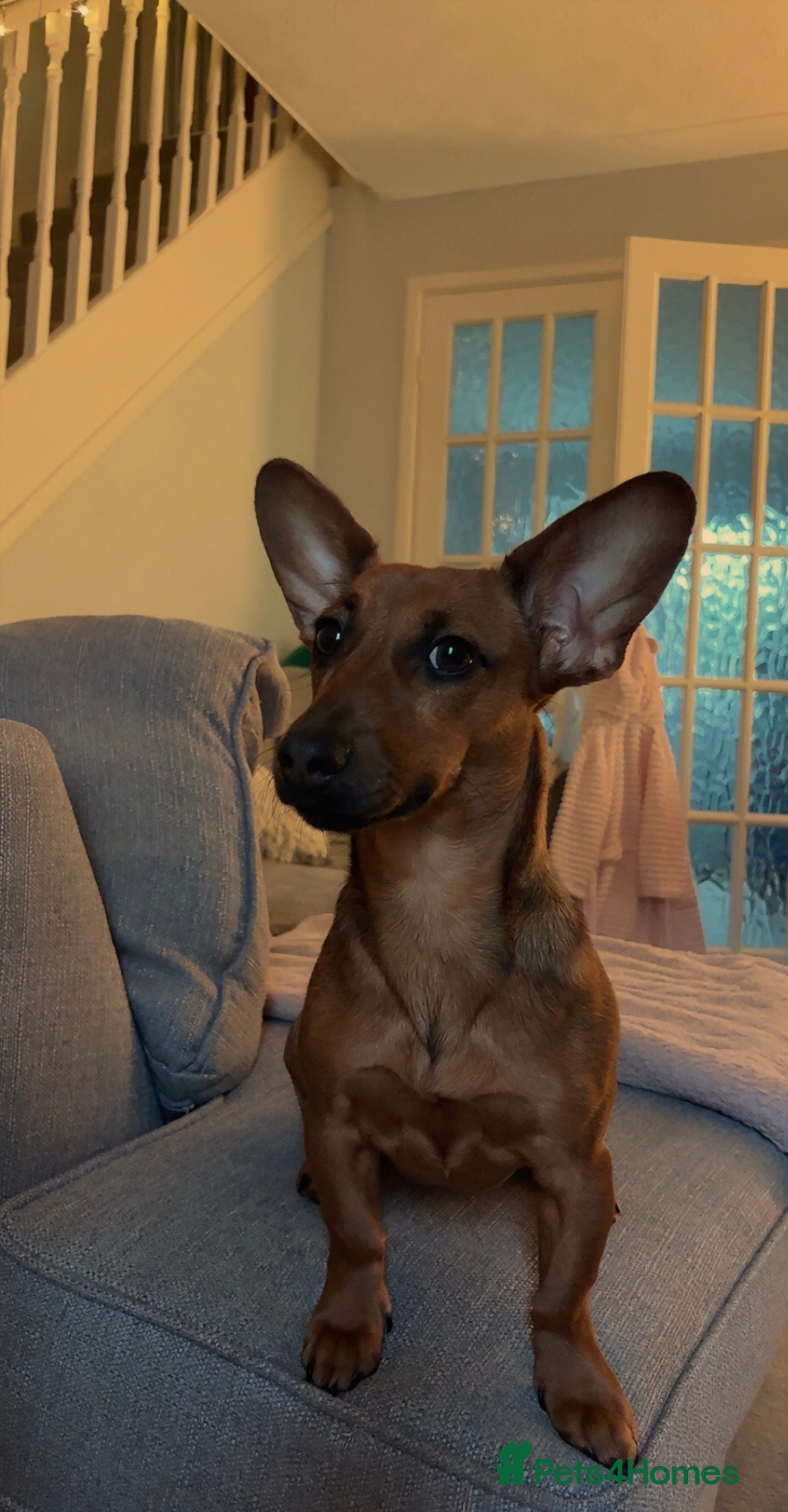 Miniature Dachshund dogs 8 month old miniature dachshund  - Advert 6