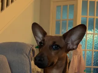 Miniature Dachshund dogs 8 month old miniature dachshund - Advert 6